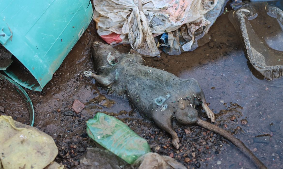 Leptospirose já matou 20 pessoas no Rio Grande do Sul após enchentes