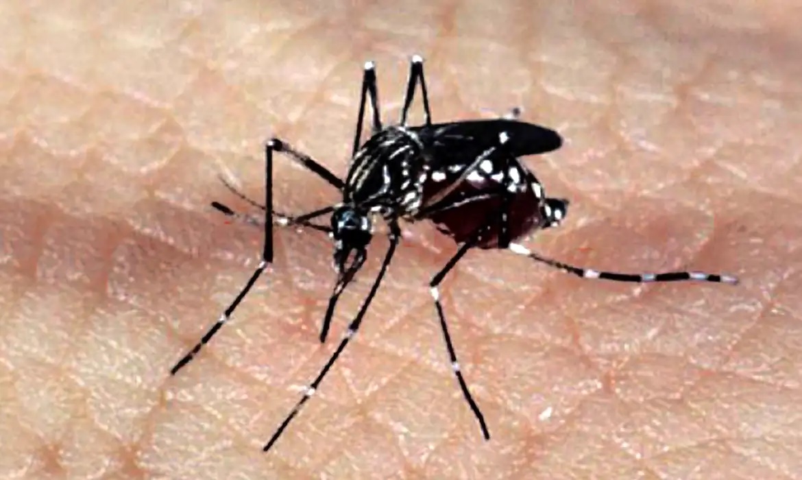 Dengue: Brasil tem, em 6 meses, 6,1 milhões de casos e 4,2 mil mortes